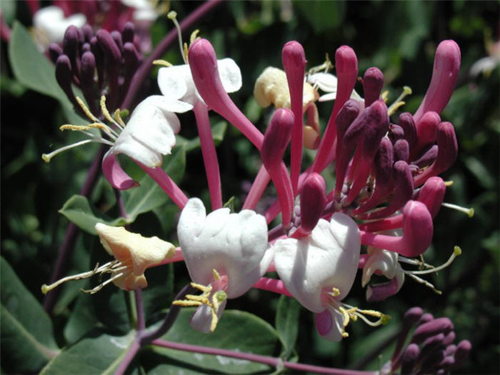 Lonicera X americana 'Pam's Pink'