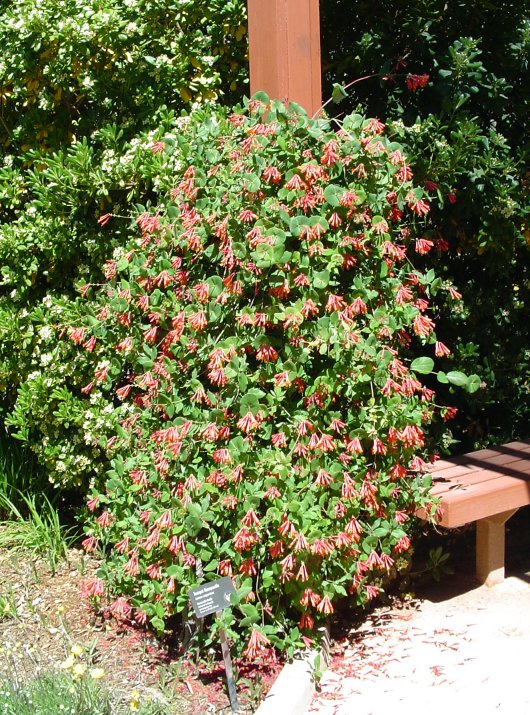 Lonicera sempervirens