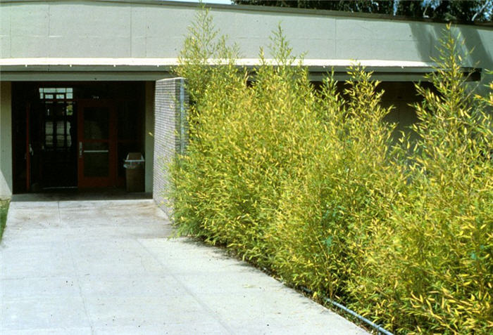 Phyllostachys aurea