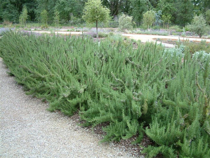 Rosmarinus officinalis 'Collingwood Ingr