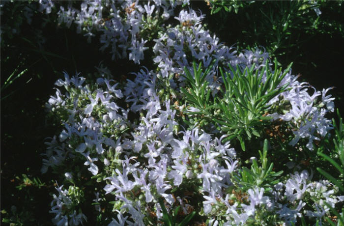 Rosmarinus officinalis 'Huntington Carpe