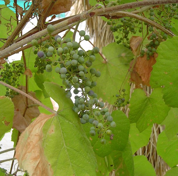 Vitis labrusca