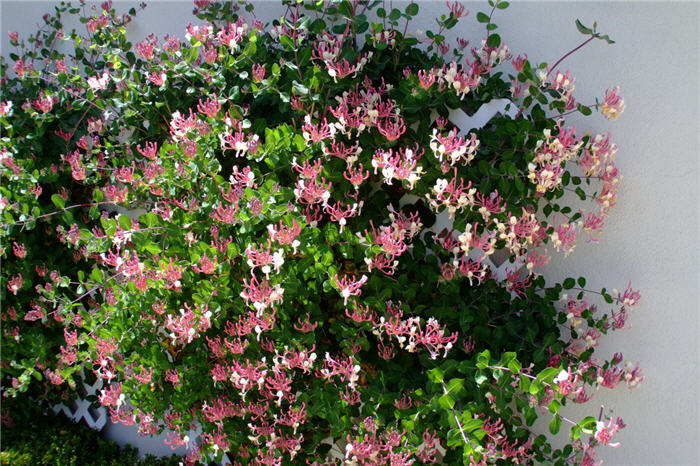 Lonicera nitida