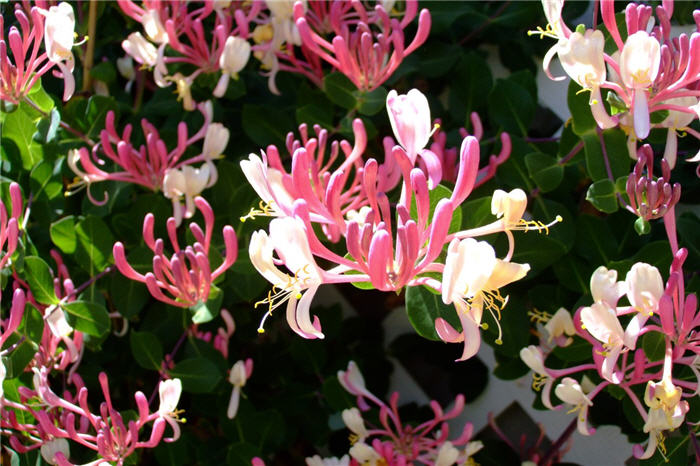 Plant photo of: Lonicera nitida