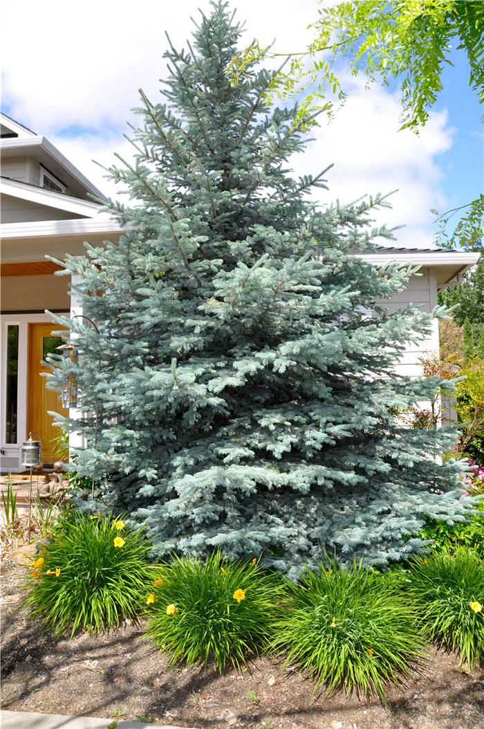 Plant photo of: Cedrus atlantica 'Glauca'