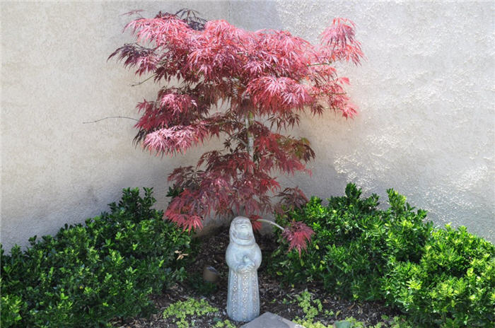 Acer palmatum 'Red Dragon'