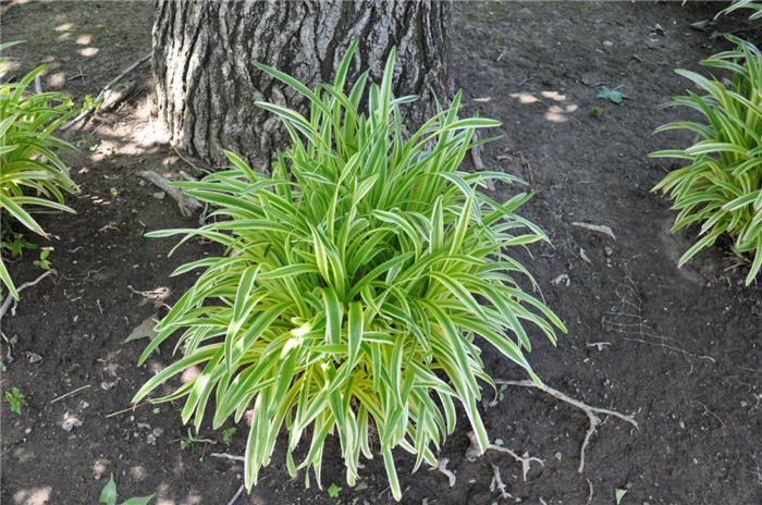 Plant photo of: Agapanthus 'Tinkerbell'