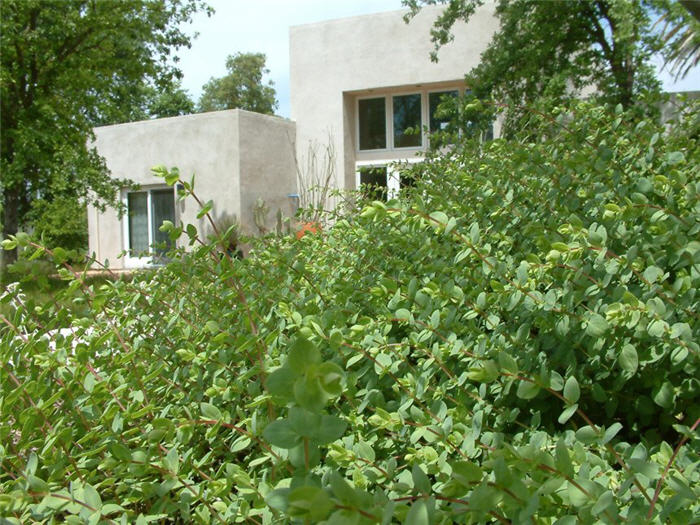 Origanum libanoticum