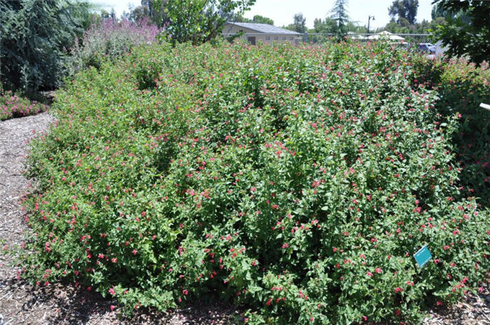 Salvia microphylla