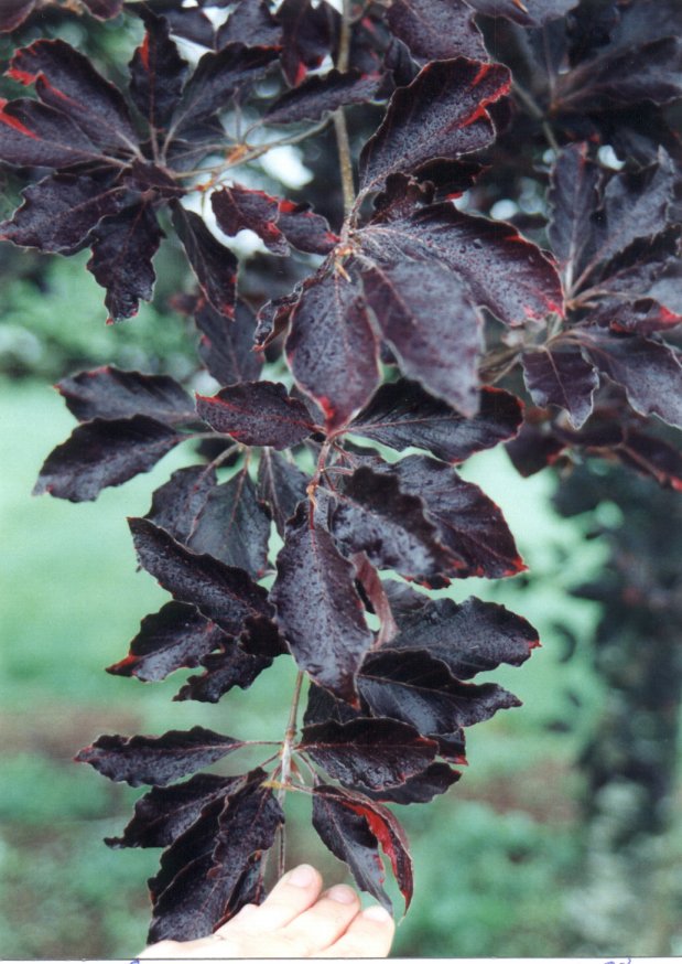 Fagus sylvatica 'Atropunicea'