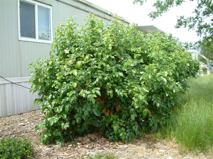 Golden Abundance Oregon Grape