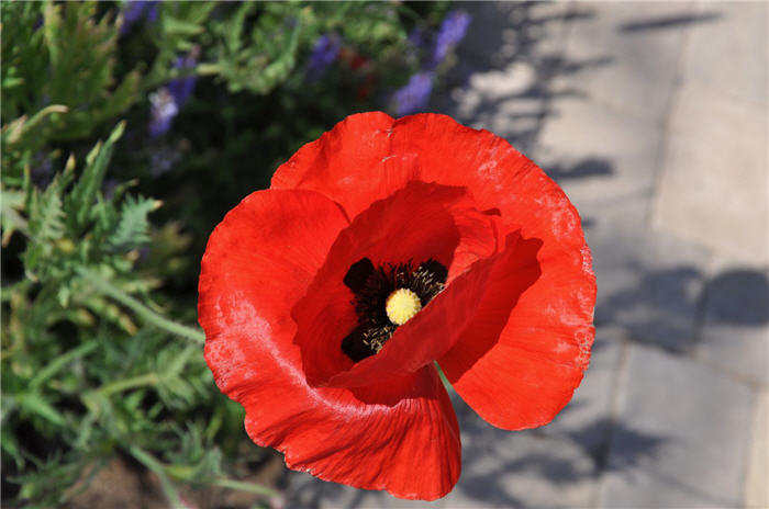 Papaver rhoeas