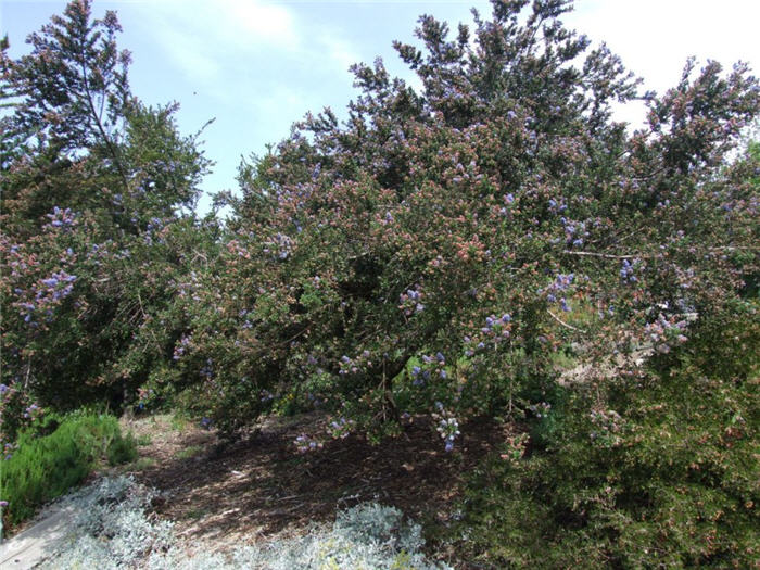 Ceanothus impressus Nipomensis