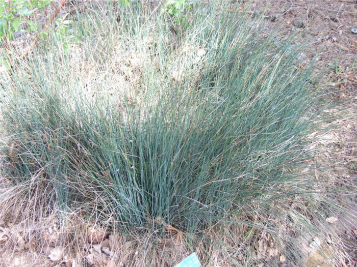 Juncus patens 'Elk Blue'