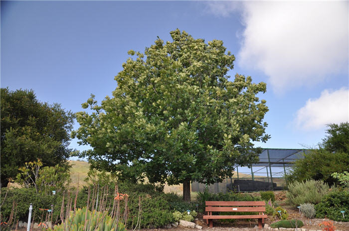 Quercus frainetto