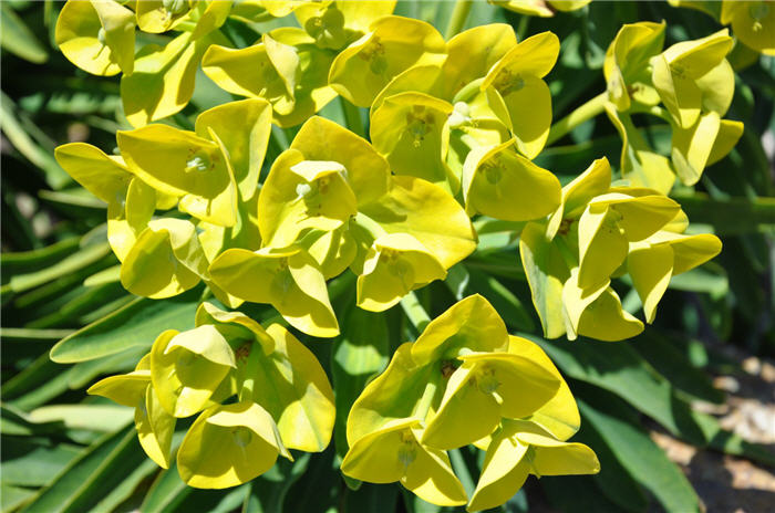 Euphorbia lambii