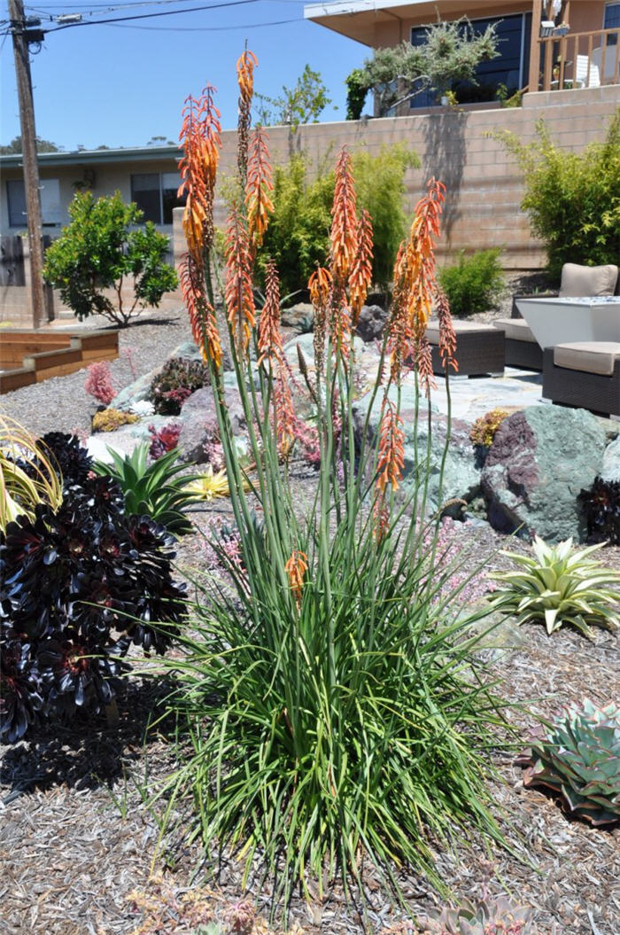 Kniphofia thompsoni