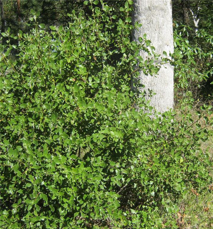 Garrya fremontii