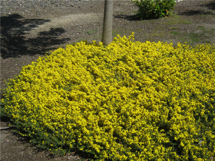 Genista pilosa