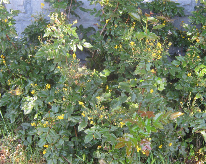 Dwarf Oregon Grape