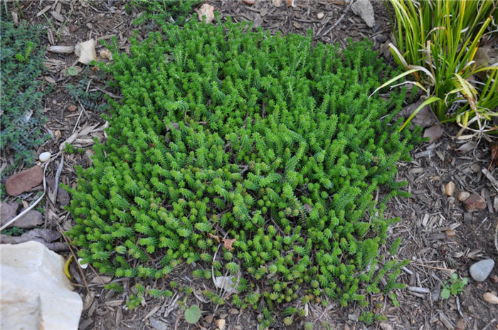 Herniaria glabra