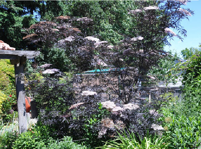 Sambucus nigra ' Black Lace'