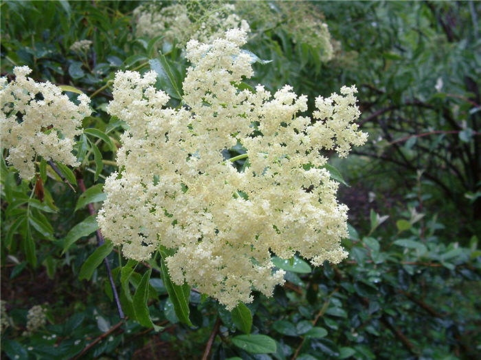 Plant photo of: Sambucus cerulea