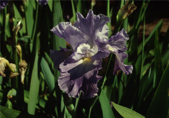 Plant photo of: Iris bearded hybrids