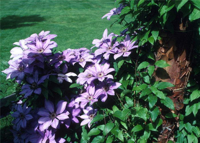 Clematis 'J. Platt'