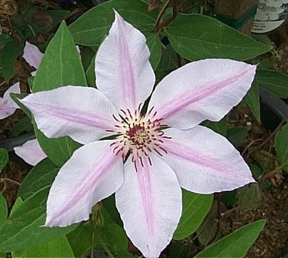 Clematis 'Ville de Lyon'