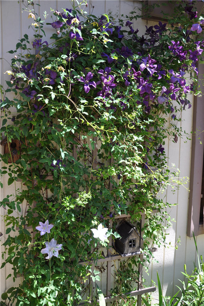 Clematis X 'Jackmanii'
