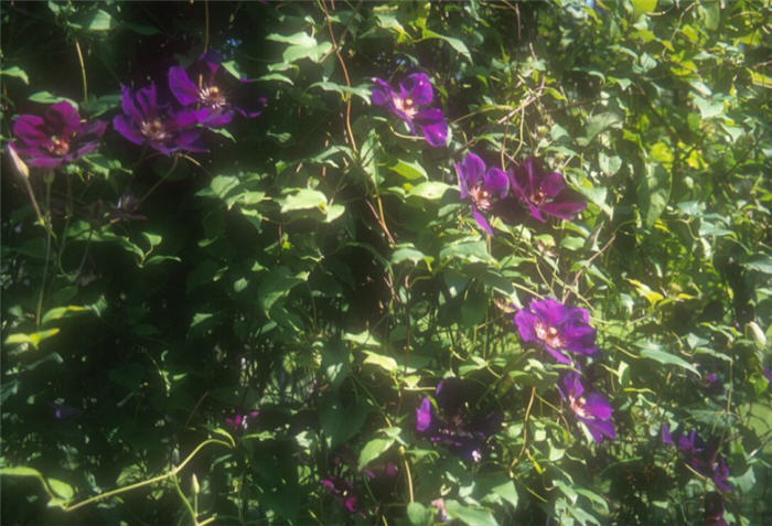 Plant photo of: Clematis X 'Jackmanii'