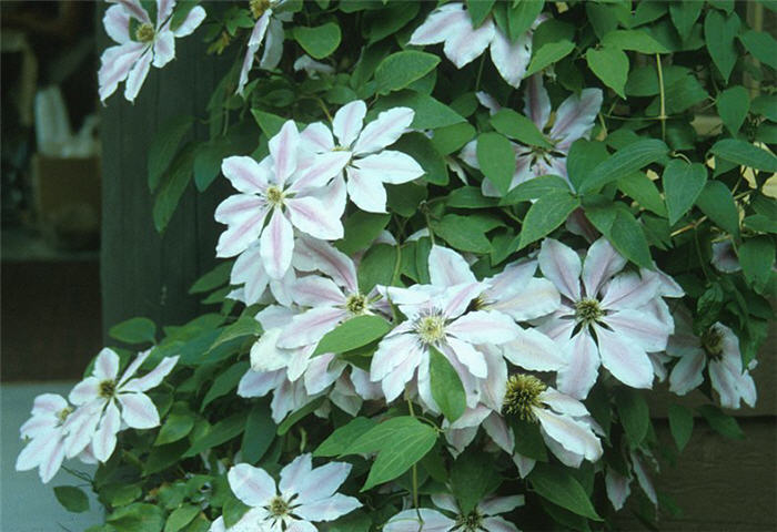 Plant photo of: Clematis large-flowered hybrids