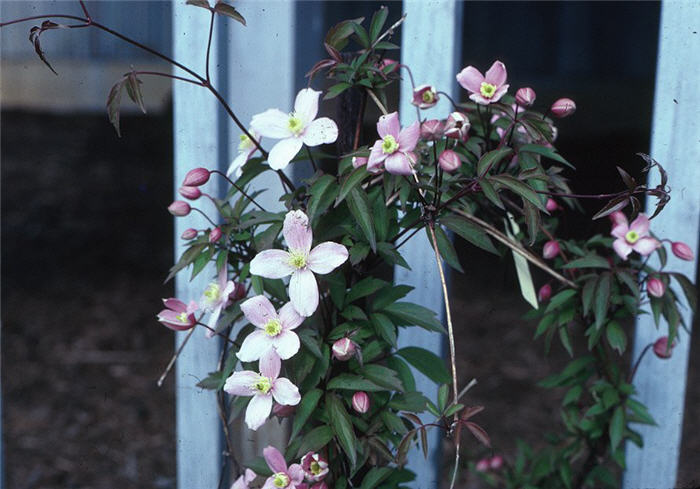 Clematis montana