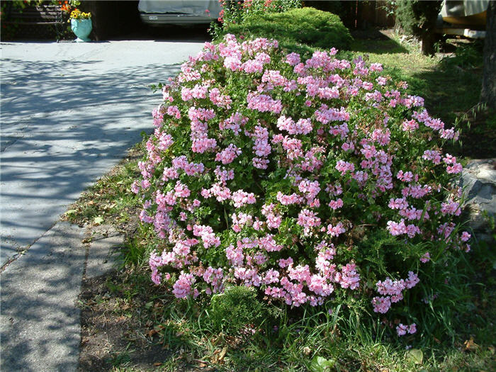 Pelargonium peltatum