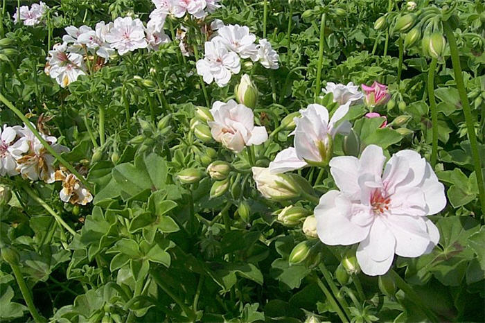 Pelargonium peltatum 'Luna Double White'