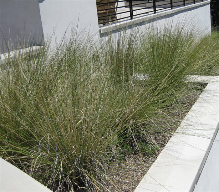 Muhlenbergia capillaris 'Lenca'