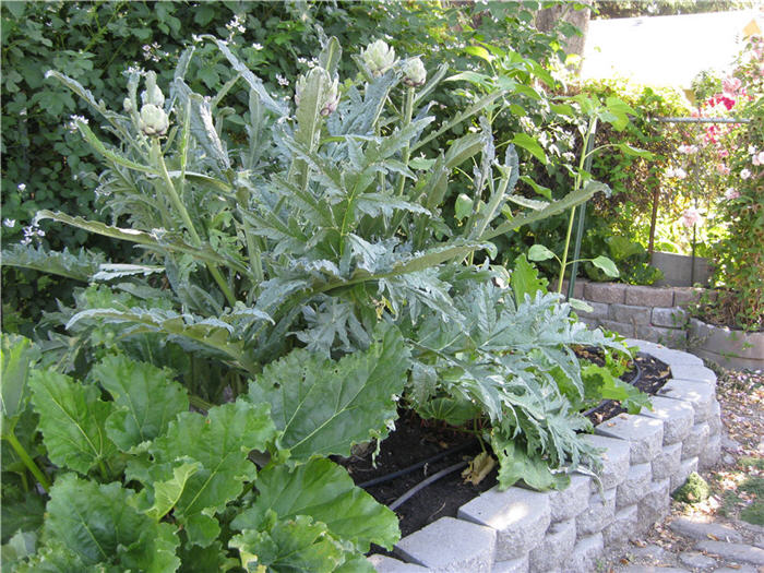 Plant photo of: Cynara scolymus
