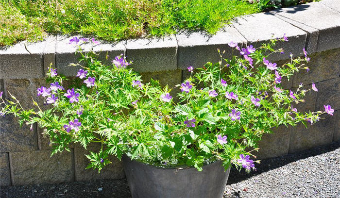 Geranium pratense