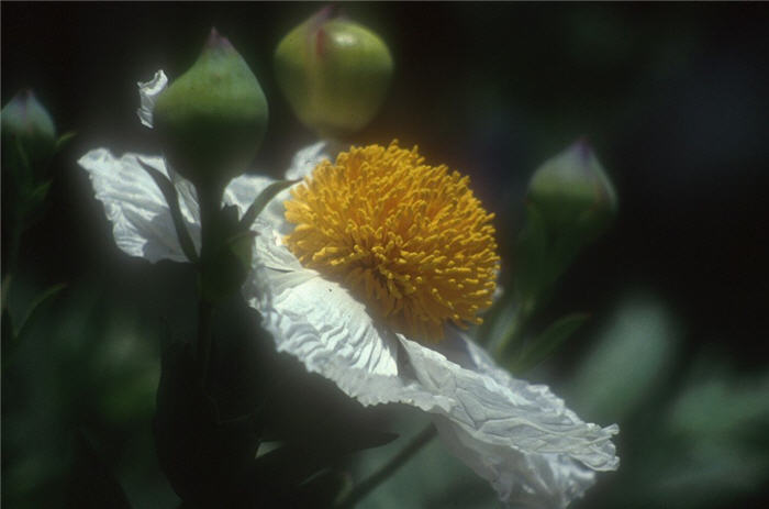 Romneya coulteri 'White Cloud'