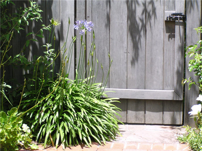 Agapanthus 'Queen Anne'