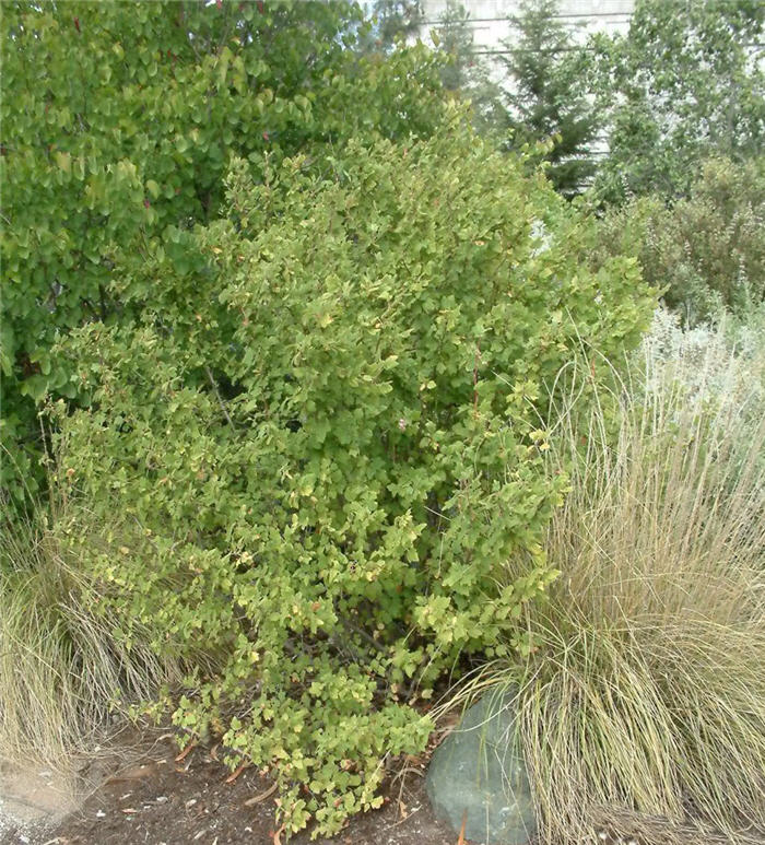 Chaparral Currant
