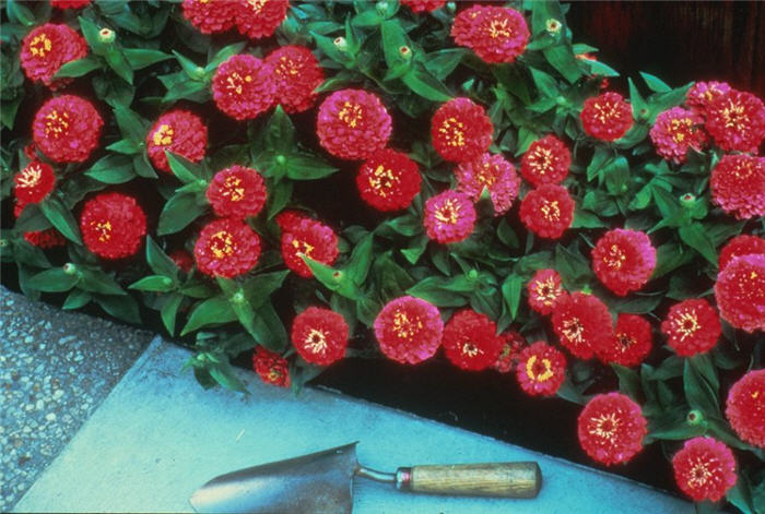 Zinnia elegans 'Small World Cherry'