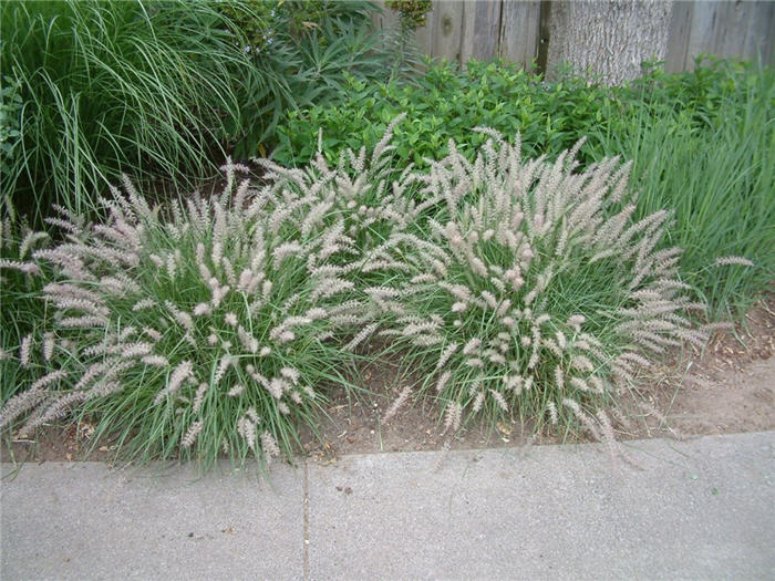 Pennisetum orientale