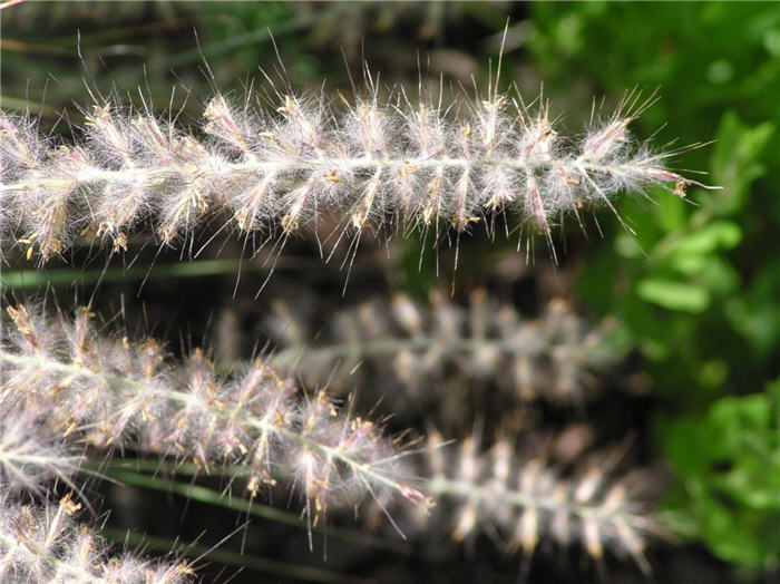 Plant photo of: Pennisetum orientale
