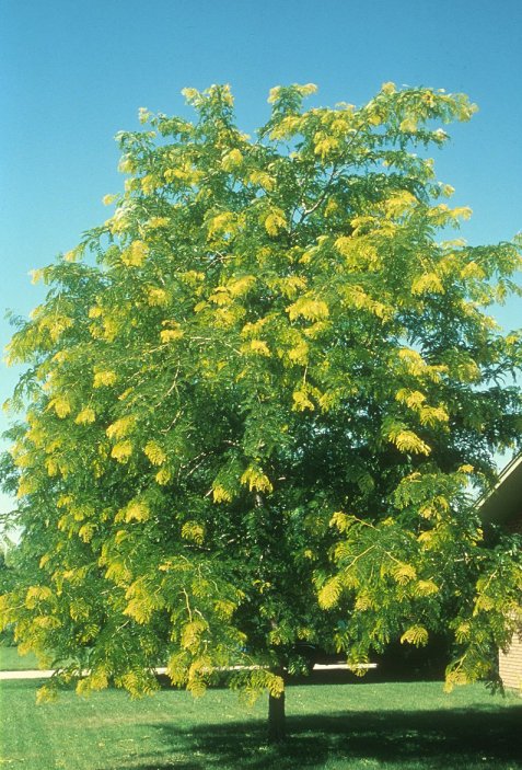Gleditsia inermis triacanthos 'Sunburst'
