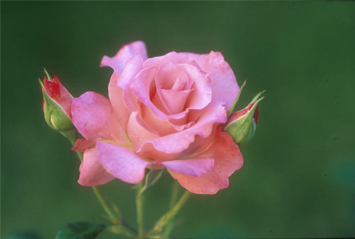 Rosa 'First Prize'