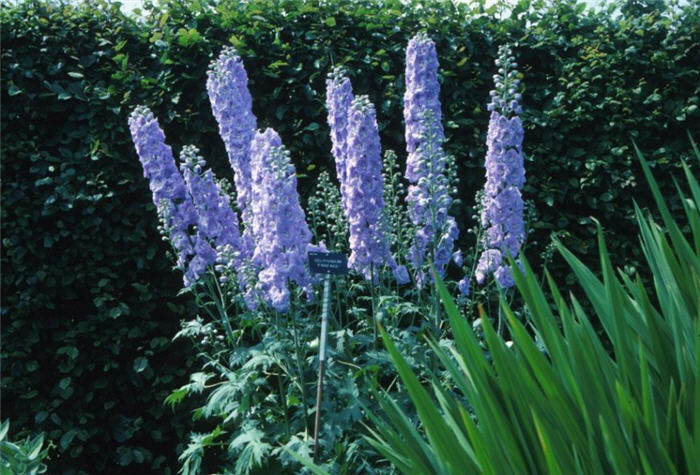 Blue Fountain Delphinium