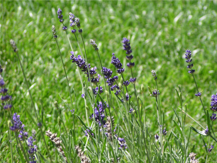 Lavandula angustifolia 'Hidcote'