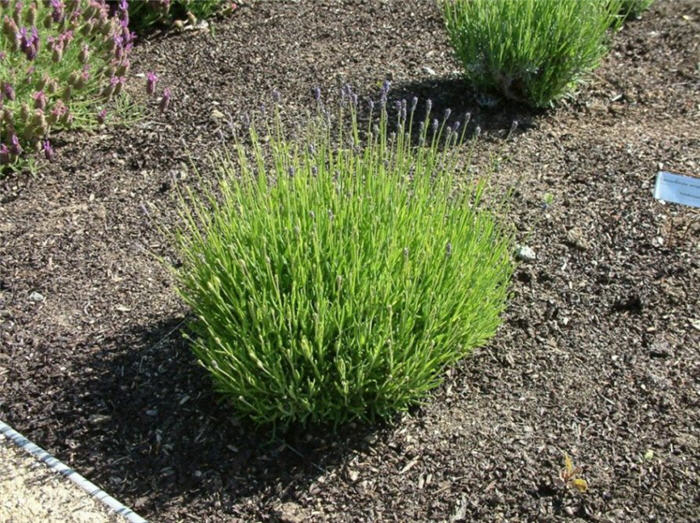 Plant photo of: Lavandula angustifolia 'Hidcote'